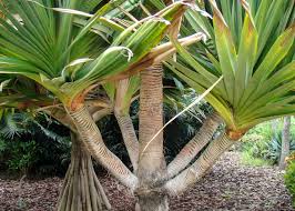 Image result for Pandanus utilis