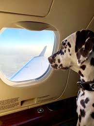 2013'teki takım arkadaşı pastor maldanado'dur.i̇lk sezonunu 4 puanla 17. Damon Hill On Twitter Only A Private Jet Is Good Enough For A Dalmatian Dalmatian Dog Finnair Dogair F1 Privatejet