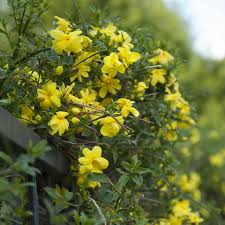 Image result for Jasminum meyeri-johannis