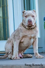 Biggest White Merle American Bully Puppy In 2020 Bully Dog American Bully Pitbull Puppies