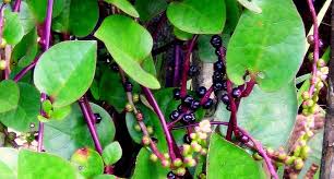 Image result for Basella