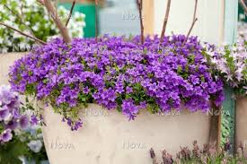 Het overgrote deel van de soorten is heel tevreden met gewone tuingrond en een lekker zonnige standplaats. Campanula Portenschlagiana Im Topf Mediendatenbank