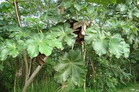 Image result for Cecropia pachystachya