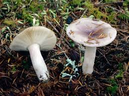 Image result for Russula polyphylla