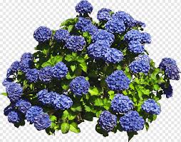 Bush tree with blue flowers. White Flowers Flower Hydrangea Shrub Plant Bushes Color Annual Plant Garden Png Pngwing