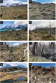 Related to susana pedraza, jesus pedraza, schwiep pedraza, flor pedraza, carmen pedraza. Frontiers Publishing Partnerships Soil Vulnerability Indicators To Degradation By Wildfires In Torres Del Paine National Park Patagonia Chile