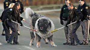 These 10 Dogs Are The Most Dangerous Youtube