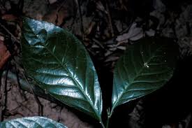 Image result for Rinorea ilicifolia