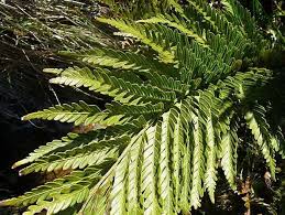 Image result for Todea