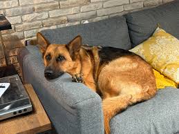 This is my baby girl who we all adore. I few months ago I was walking her  in the forest and she started to walk real bad after which she lay down