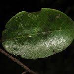 Image result for Parinari excelsa