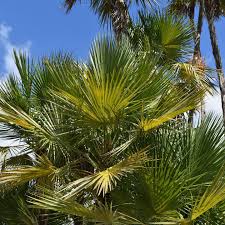 Image result for Acoelorrhaphe wrightii