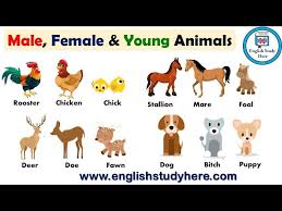 A female goose does not have a specific name. Male And Female Animals Name List English Study Here