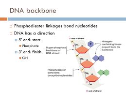 A nucleotide, in turn, is made up of phosphate molecule, deoxyribose, and a nitrogenous base. Chapter Dna Synthesis The Biology Primer