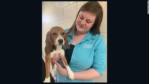 Animals available for adoption (except love train puppies) are on this page which is updated every 15 minutes. Beagles Force Fed Pesticides Now Released And Up For Adoption Cnn