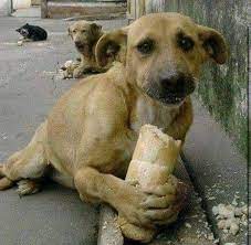 Kindness to Homeless Animals