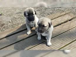 Hierbei spielt vor allem die intensive sozialisierung eine rolle. Sivas Kangal Welpen Vom Bauern In Uhlstadt Tiere Kleinanzeigen