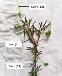 Image result for Monsonia angustifolia