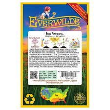 Image result for Anagallis kochii