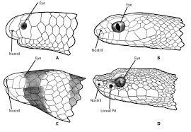 Snakes Snake Drawing Drawing Reference Snake Illustration