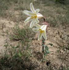 Image result for Cyrtanthus rhodesianus