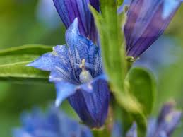 As long as the foliage is green and attractive leave it in the garden. When To Cut Back Irises