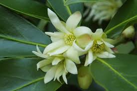 Image result for Anisophylleaceae
