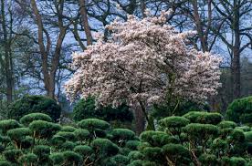 Check out the tree shipping schedule to learn when the cutoff date is for spring shipping in your area. 6 Low Maintenance Plants For The Front Range 5280