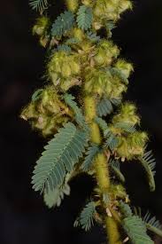 Image result for Kotschya aeschynomenoides