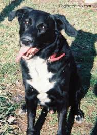 We did not find results for: List Of Labrador Retriever Mix Breed Dogs