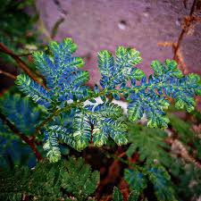Image result for Selaginella soyauxii