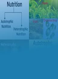Plants use photosynthesis and humans use cellular respiration. Nutrition And Its Types Definition Examples Diagrams