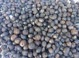 Image result for Vitex doniana