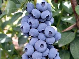 Image result for Komule empire blue