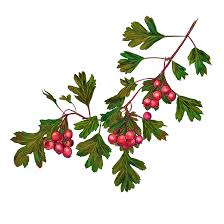 Image result for Hawthorn