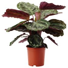 Ikea Us Furniture And Home Furnishings Plants Easy Care Plants Garden Pots