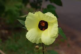 Image result for Azanza lampas