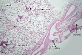 An understanding of different cell structures and functions allows for a greater appreciation. Untitled Document