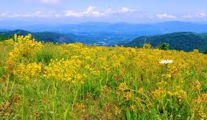 View From Atop Bearwallow Mountain B W Asheville Chimney Rock Photo By Www Romanticasheville Com Best Places To Camp Asheville Hikes Scenic