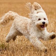 Check out our current puppies, future puppies, and faq pages for more information, and please contact us if you have any questions! About Carriage House Cockapoo Puppies Cockapoo Puppy Breeder In Virginia