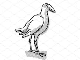 Bird Cartoon Pictures Black And White Pukeko New Zealand Bird Cartoon Cartoon Styles Cartoon Style Drawing Retro Cartoons