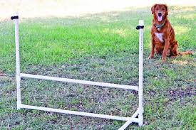 If your dog has been diagnosed with testicular cancer, or you believe they are suffering from it, this can be a challenging time! Retained Testicles Can Be Dangerous For Dogs Whole Dog Journal