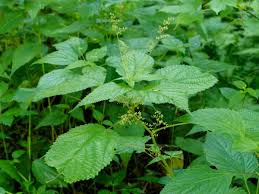 Image result for Laportea mooreana