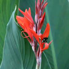 Canna Bulbs Video Canna Lily Lily Bulbs Plants