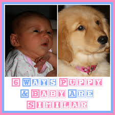 6 Ways Puppy Baby Are Similar This Mom S Confessions He didn't get any love at.) 6 ways puppy baby are similar this