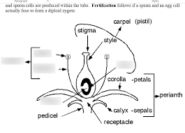 The table describes the main parts of a flower and their functions: Bio122l Male Female Flower Parts Diagram Quizlet