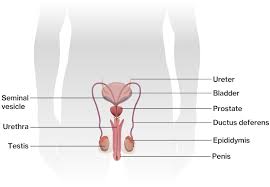 This can include testicular torsion, cancer which can develop in reproductive organs such as the. Structure And Function Of The Male Reproductive System Course Hero