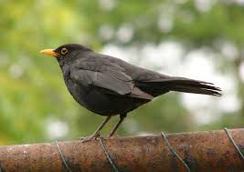 Последние твиты от blackbirds (@blackbirdsmusic). Blackbird Simple English Wikipedia The Free Encyclopedia