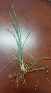 Image result for Parquetina calophylla