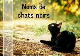 Besoin d'un nom pour votre chat ? Liste Des Noms De Chats Noirs Des Hommes Et Des Chats
